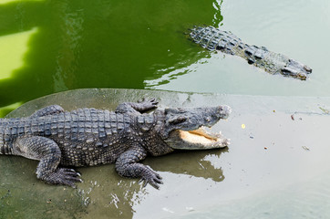 Large Crocodile lying and open It's mouth in farm.