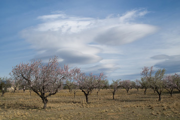 Blossoming Almond tree