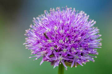 Blooming Allium ball