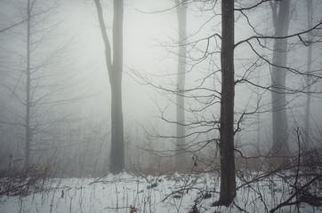 minimal winter forest landscape