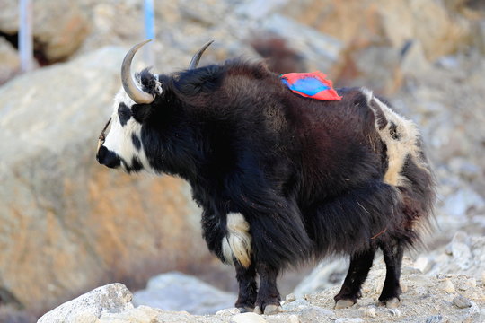 Yak-dzo beside the road-Friendship Highway down from Nyalam-Tibet. 1996