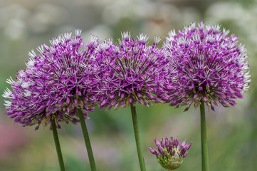 Multiple blooming Allium in a flower bed