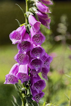 Tall Foxglove plant with purple flowers growing in bright sunlight.