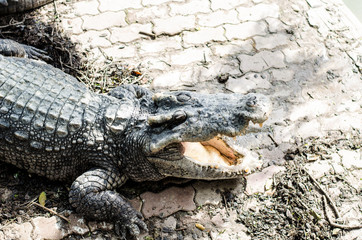 Fototapeta premium Large Crocodile lying and open It's mouth in farm.