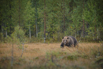 Large male brown bear in Finland