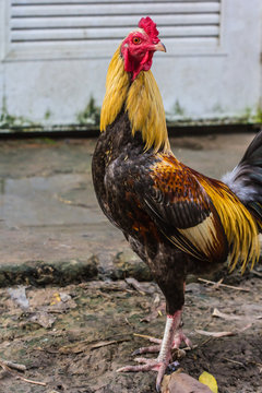 fighting cock,chicken,bantam