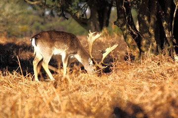 Fallow Deer Stag