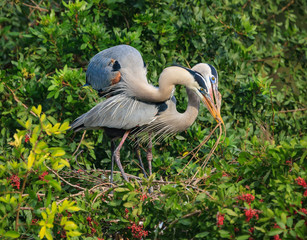 Great Blue Herons in breeding plumage and colors building a nest together.  Taken in Venice Florida