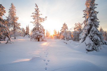 Fototapeta premium Hare footprint on snow. Sunrise in winter scenery.
