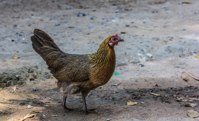 Female Red Junglefowl
