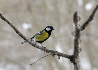 Titmouse sitting on a branch and watching  