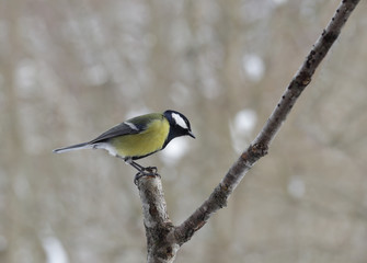 Fototapeta premium Bird - titmouse sat on a branch of a tree