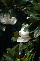 Blooming magnolia tree