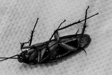Dead cockroaches on the floor contaminated debris.