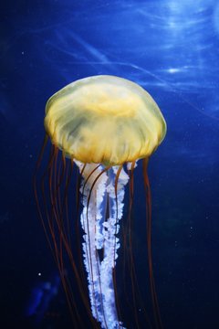 Qualle 
