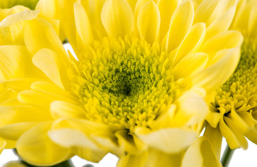 Beautiful chrysanthemum flower isolated