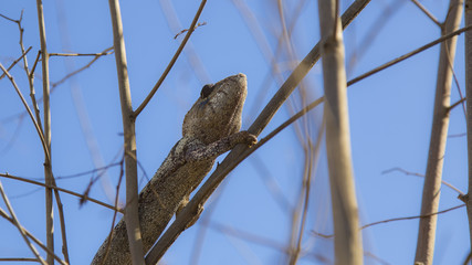 Cute brown camouflaged chameleon hiding on a forest on a blue background