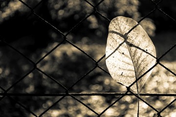 Fallen autumn walnut tree leaf caught on rusty wire mesh fence, detailed macro closeup, solitude concept, gentle bokeh. Sepia effect