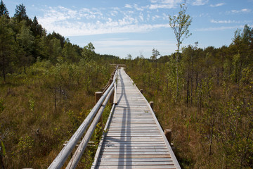 Obraz premium Wooden plank path
