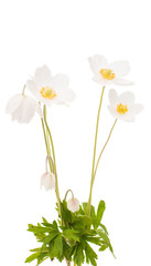 white flower anemone Dubravnaya isolated