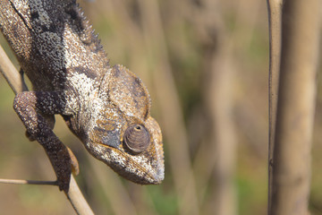 Brown Chameleon close up on a forest in Madagascar