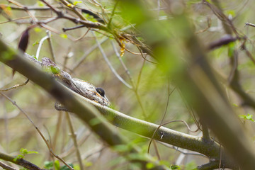 Brown chameleon camouflaged on a deep forest