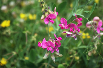 Pink sweet peas