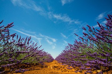 Filari di lavanda