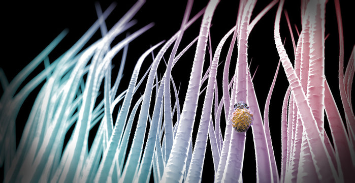 Microscopic view of lice in the hair