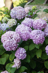 Flowering bush hydrangeas