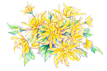 Chrysanthemum