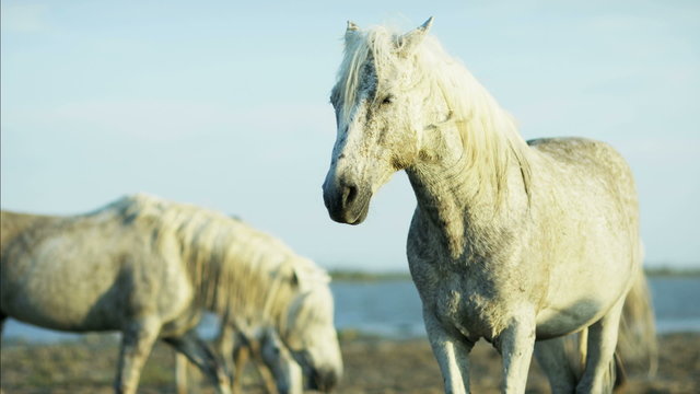 France Camargue animal horses wild freedom Stallion Gelding