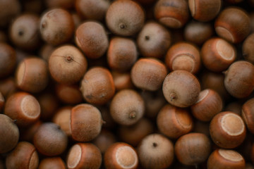 A group of acorns.