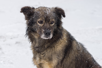 Outdoor portrait of cute mixed-breed dog winter season