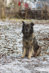 Portrait of cute mixed-breed dog daily guarding its yard