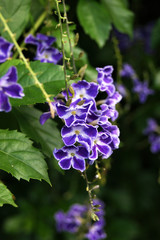 Blue flowers on the bush
