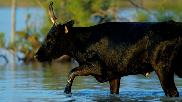 Camargue bull animal wildlife black livestock horse water
