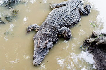 Large Crocodile lying in farm.