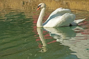 Gardinen Schwan Close up white swan water reflections.  © bettys4240