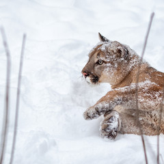 Puma in the woods, Mountain Lion, single cat on snow