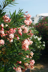 Fototapeta na wymiar Branches of flowering oleander