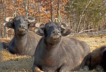 Two male Water Buffalo lie around in a bed of straw.