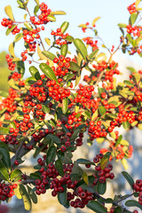 Obraz premium Planta de Bayas