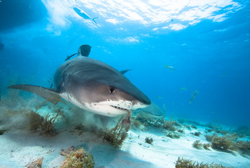 Fototapeta premium Tiger shark eating fish meat