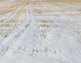 Surface of a field covered with snow