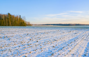 Winter crops covered with snow