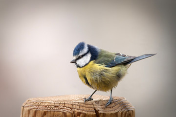 Nice tit with blue head