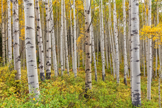 Aspen Grove in Autumn