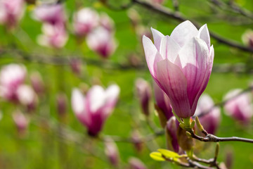 magnolia flowers close up on a green grass background