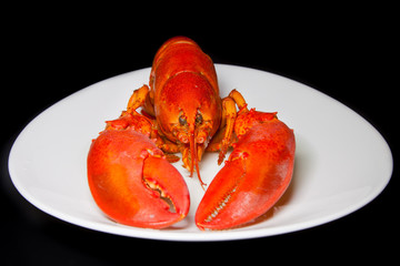 Red lobster on a white plate